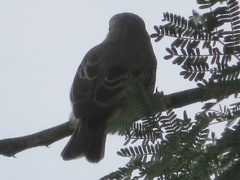 Bradornis microrhynchus