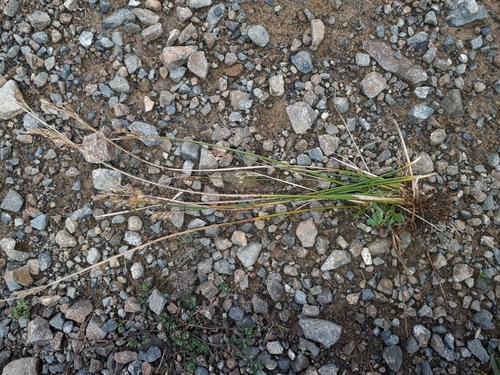 Image of Juncus dichotomus by (c) Leon Perrie, some rights reserved (CC BY)