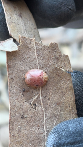 iNaturalist observation photo of Dotted Paropsine Leaf Beetle