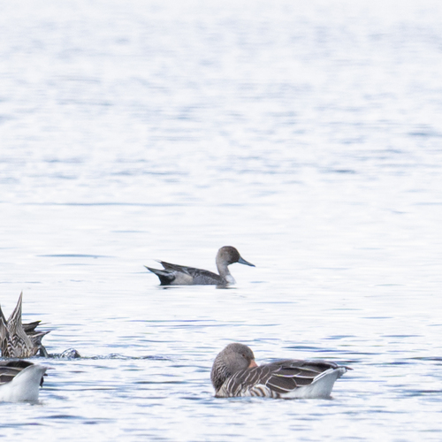 Northern Pintail