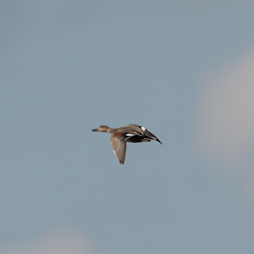 Gadwall