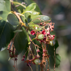 Clerodendrum floribundum