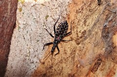 Piestolestes obscurus