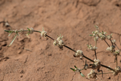 Alternanthera angustifolia