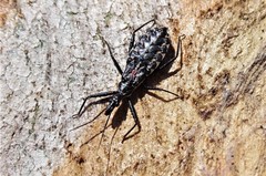 Piestolestes obscurus