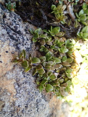 Coprosma perpusilla perpusilla