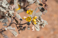 Senna artemisioides helmsii