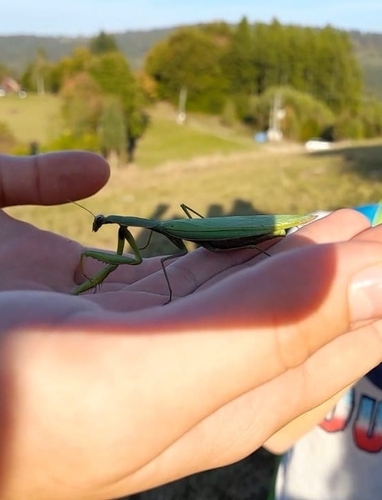 European Mantis