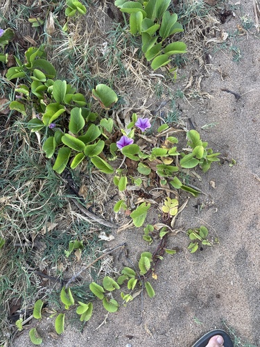 Ipomoea pes-caprae observed 2026-10-06
