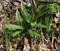 Saussurea pseudotilesii