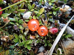 Coprosma perpusilla perpusilla