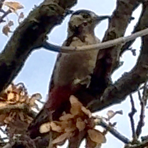 Great Spotted Woodpecker