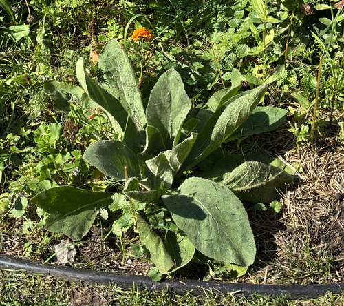 great mullein