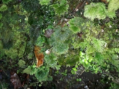 Dendrohypopterygium filiculiforme