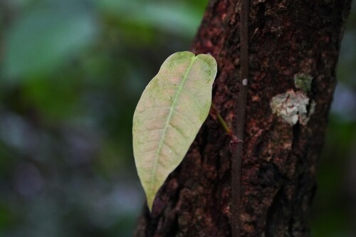 Ficus sarmentosa observed 2026-10-06