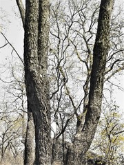 Lagerstroemia parviflora