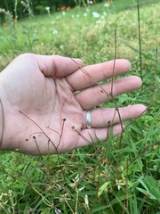 Ranunculus micranthus