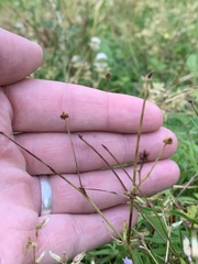 Ranunculus micranthus