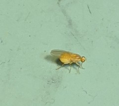 Chyromyidae