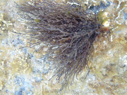 Cladostephus spongiosus observed 2026-10-03