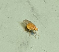 Chyromyidae