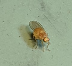 Chyromyidae