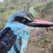 Kingfishers - Photo (c) James Kuria NDUNG’U, some rights reserved (CC BY-NC), uploaded by James Kuria NDUNG’U