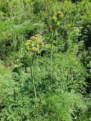 Ferula songarica