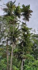 Hicksbeachia pinnatifolia