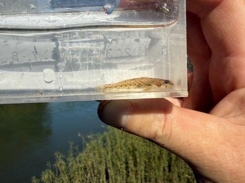 Speckled Darter