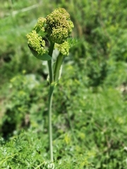Ferula songarica