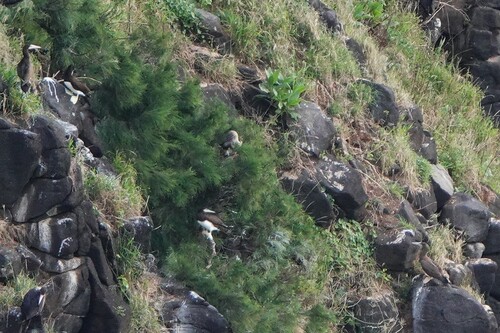 Sula leucogaster observed 2026-10-05