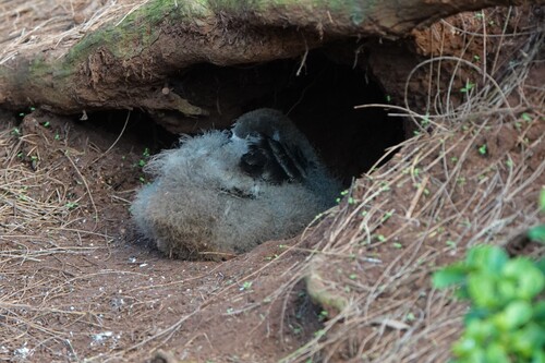 Puffinus pacificus observed 2026-10-05