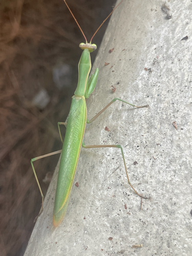 European Mantis
