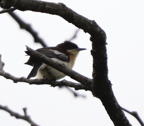 iNaturalist image