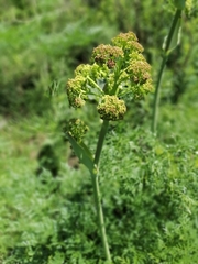 Ferula songarica