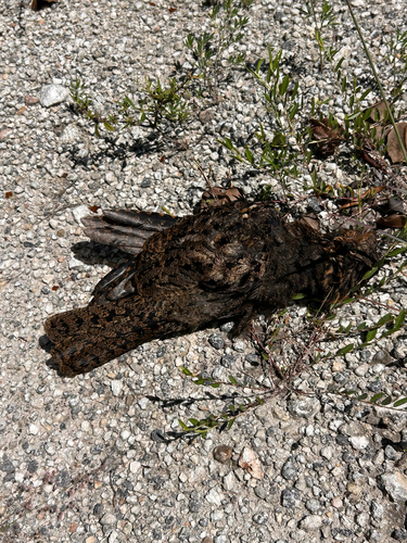 Chuck-will's-widow observed by charlotte_peele