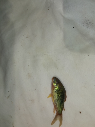 Corydoras aeneus observed 2026-07-04