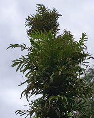 Hicksbeachia pinnatifolia