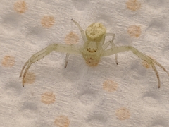 Misumenops