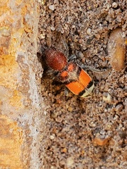 Enoclerus coccineus