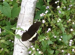 Papilio polytes