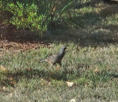California Quail