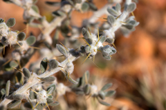 Sclerolaena cornishiana
