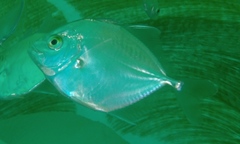 Carangoides