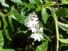 Tuxentius margaritaceus