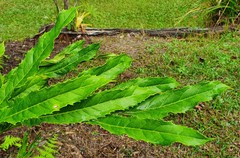 Hicksbeachia pinnatifolia