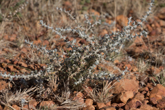 Sclerolaena cornishiana