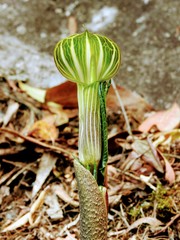 Arisaema leschenaultii