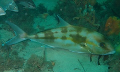 Seriola rivoliana